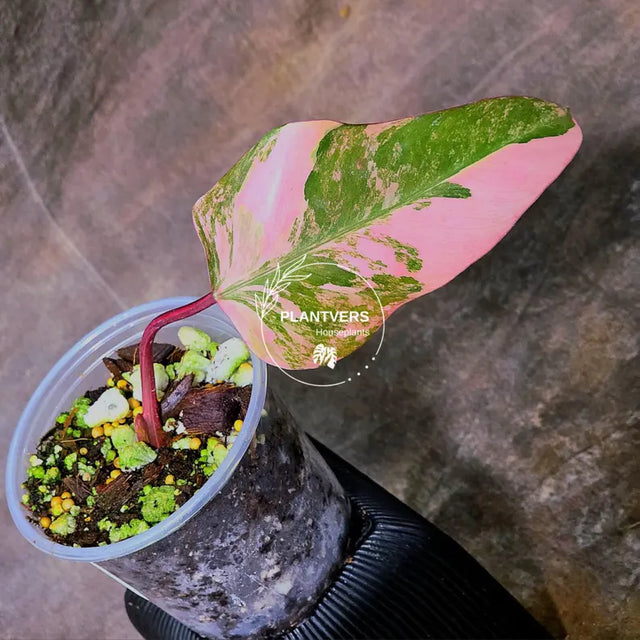 pink philodendron