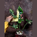 Variegated Philodendron Florida Beauty x Mayoi - Super Rare Live Plants - Air Purifier Plant for Home Decor - Exact Same Plant - US Seller