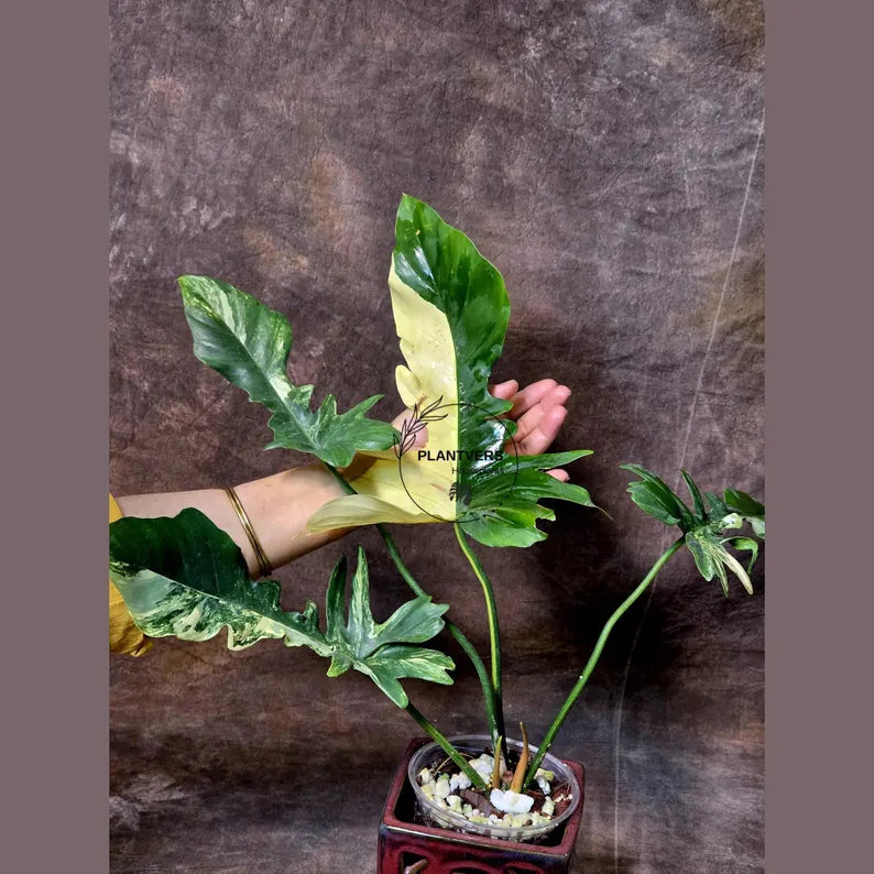 Variegated Philodendron Florida Beauty x Mayoi - Super Rare Live Plants - Air Purifier Plant for Home Decor - Exact Same Plant - US Seller