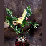 Variegated Philodendron Florida Beauty x Mayoi - Super Rare Live Plants - Air Purifier Plant for Home Decor - Exact Same Plant - US Seller