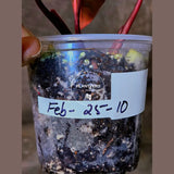 High Variegated Philodendron Strawberry Shake - Rare Collector Plant - Exact Plant - US Seller