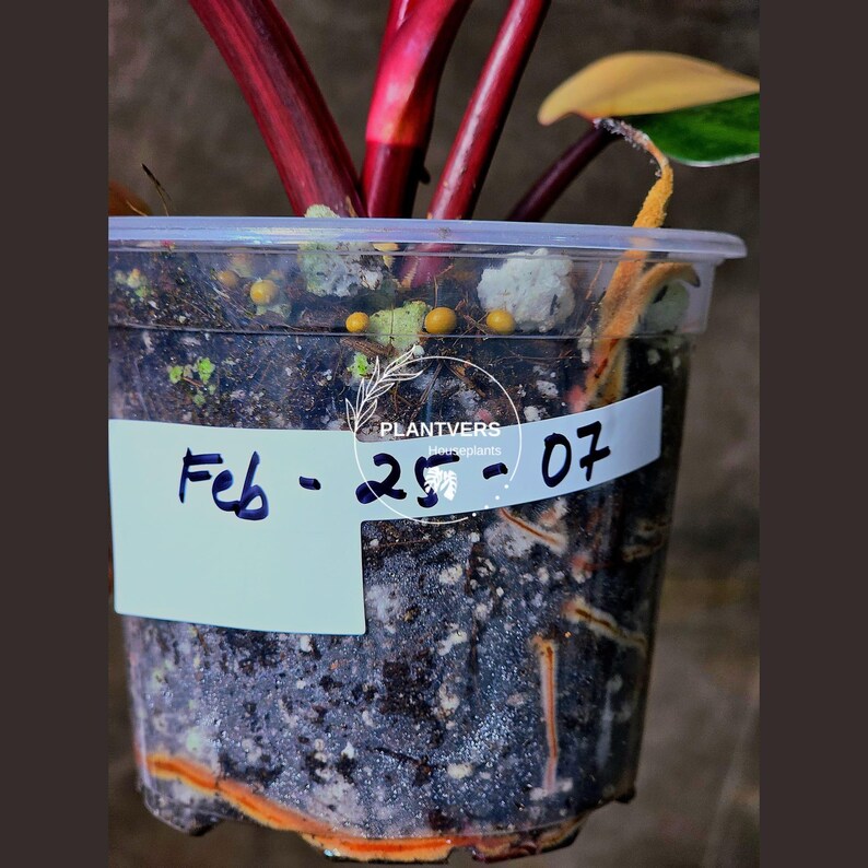 High Variegated Philodendron Strawberry Shake - Rare Collector Plant - Exact Plant - US Seller