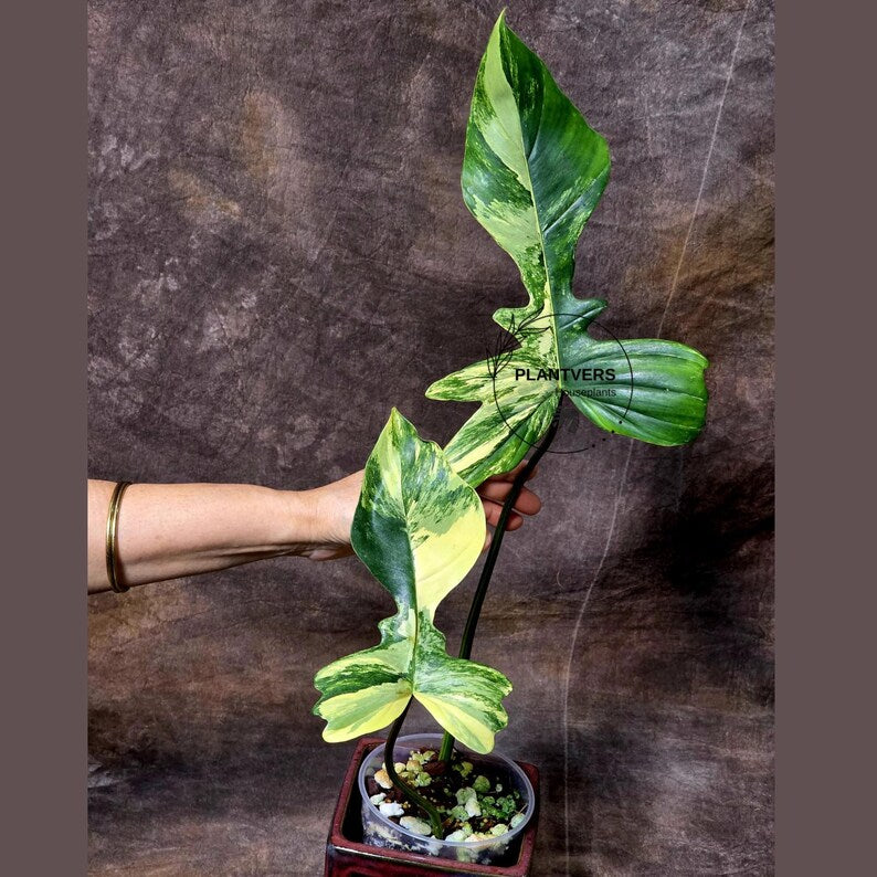Variegated Philodendron Florida Beauty x Mayoi - Super Rare Live Plants - Air Purifier Plant for Home Decor - Exact Same Plant - US Seller