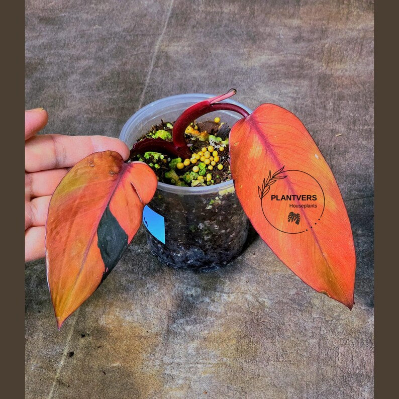 Philodendron Pink Princess Tricolor - Super Rare Variegated EXACT Live Plant - Pink, Green & Cream Foliage - Collector's Aroid - US Seller