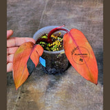 Philodendron Pink Princess Tricolor - Super Rare Variegated EXACT Live Plant - Pink, Green & Cream Foliage - Collector's Aroid - US Seller