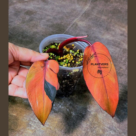 Philodendron Pink Princess Tricolor - Super Rare Variegated EXACT Live Plant - Pink, Green & Cream Foliage - Collector's Aroid - US Seller