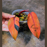 Philodendron Pink Princess Tricolor - Super Rare Variegated EXACT Live Plant - Pink, Green & Cream Foliage - Collector's Aroid - US Seller