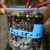 Philodendron Pink Princess Tricolor - Super Rare Variegated EXACT Live Plant - Pink, Green & Cream Foliage - Collector's Aroid - US Seller