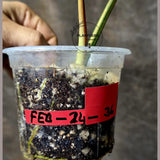 Variegated Philodendron Florida Beauty x Mayoi - Super Rare Live Plants - Air Purifier Plant for Home Decor - Exact Same Plant - US Seller