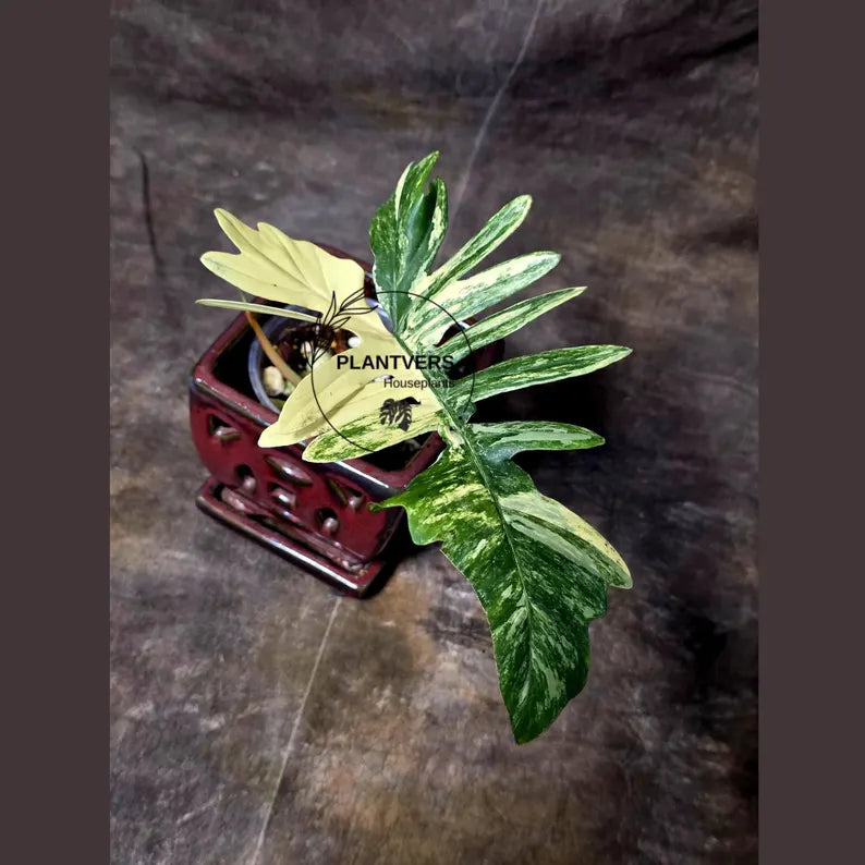 Variegated Philodendron Florida Beauty x Mayoi - Super Rare Live Plants - Air Purifier Plant for Home Decor - Exact Same Plant - US Seller