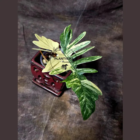 Variegated Philodendron Florida Beauty x Mayoi - Super Rare Live Plants - Air Purifier Plant for Home Decor - Exact Same Plant - US Seller