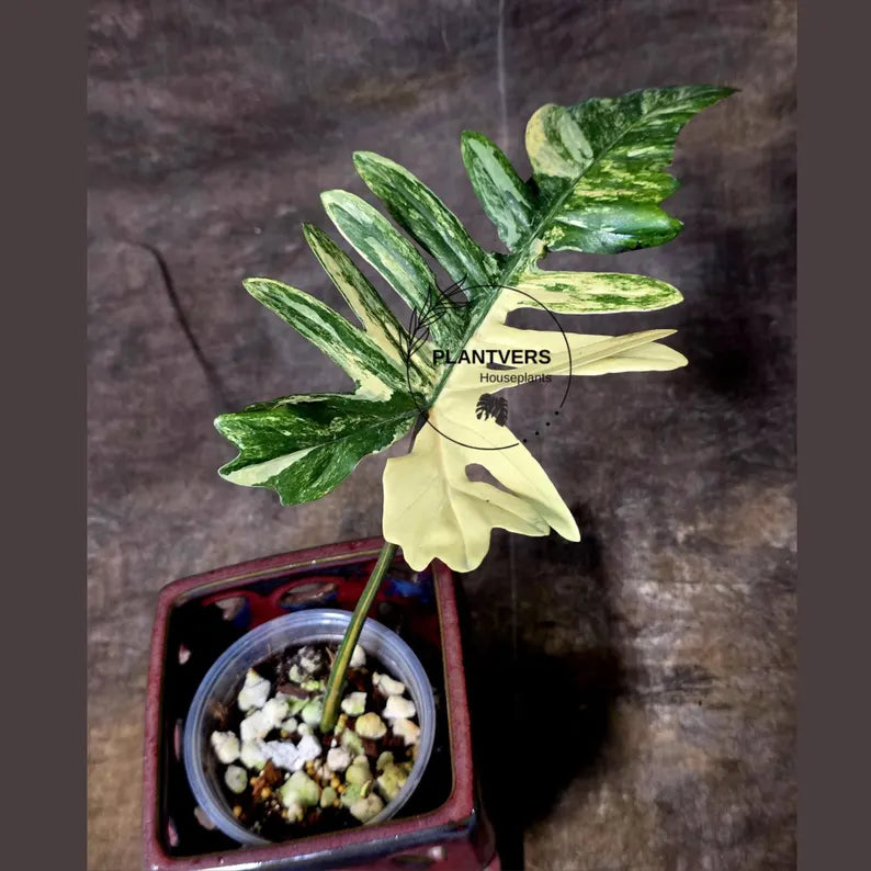 Variegated Philodendron Florida Beauty x Mayoi - Super Rare Live Plants - Air Purifier Plant for Home Decor - Exact Same Plant - US Seller