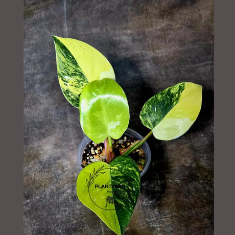 Philodendron White Princess Tricolor - Super Rare Variegated Aroid - Indoor Climbing Houseplant Collector Plant - Same Plant - US Seller
