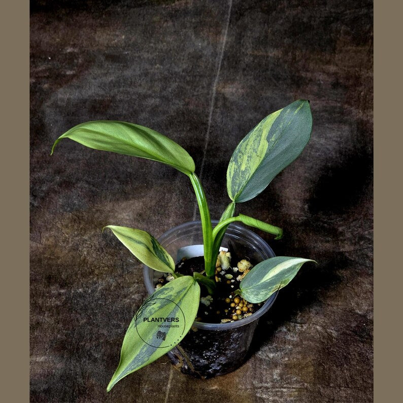 Super Rare Philodendron Silver Sword Variegated Plant - Collectors Plant - Rare Variegated Aroid Live Plant - Exact Same Plant - Us Seller