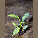 Super Rare Philodendron Silver Sword Variegated Plant - Collectors Plant - Rare Variegated Aroid Live Plant - Exact Same Plant - Us Seller