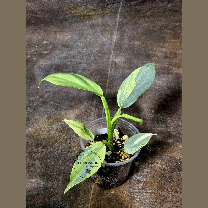 Super Rare Philodendron Silver Sword Variegated Plant - Collectors Plant - Rare Variegated Aroid Live Plant - Exact Same Plant - Us Seller