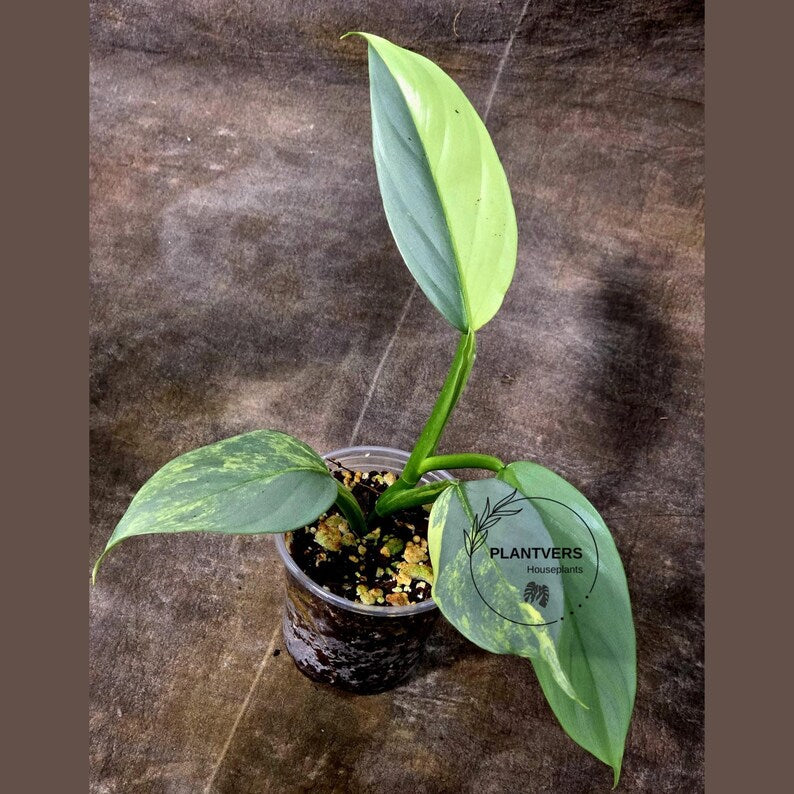 Super Rare Philodendron Silver Sword Variegated Plant - Collectors Plant - Rare Variegated Aroid Live Plant - Exact Same Plant - Us Seller