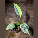 Super Rare Philodendron Silver Sword Variegated Plant - Collectors Plant - Rare Variegated Aroid Live Plant - Exact Same Plant - Us Seller