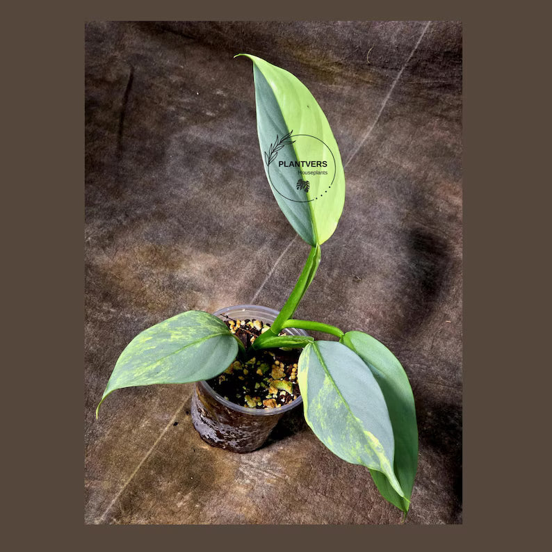 Super Rare Philodendron Silver Sword Variegated Plant - Collectors Plant - Rare Variegated Aroid Live Plant - Exact Same Plant - Us Seller