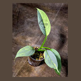 Super Rare Philodendron Silver Sword Variegated Plant - Collectors Plant - Rare Variegated Aroid Live Plant - Exact Same Plant - Us Seller