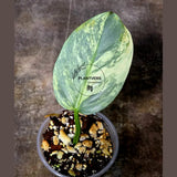 Super Rare Philodendron Silver Sword Variegated Plant - Collectors Plant - Rare Variegated Aroid Live Plant - Exact Same Plant - Us Seller