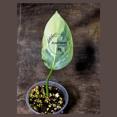 Super Rare Philodendron Silver Sword Variegated Plant - Collectors Plant - Rare Variegated Aroid Live Plant - Exact Same Plant - Us Seller