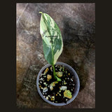 Super Rare Philodendron Silver Sword Variegated Plant - Collectors Plant - Rare Variegated Aroid Live Plant - Exact Same Plant - Us Seller