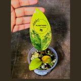 Yellow Congo Philodendron Variegated Live Plant - Super Rare Yellow Congo Indoor - Hard to Come By - Exact Same Plant - US Seller