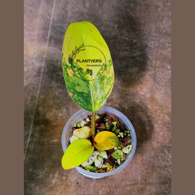 Yellow Congo Philodendron Variegated Live Plant - Super Rare Yellow Congo Indoor - Hard to Come By - Exact Same Plant - US Seller