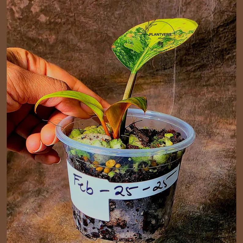 Yellow Congo Philodendron Variegated Live Plant - Super Rare Yellow Congo Indoor - Hard to Come By - Exact Same Plant - US Seller