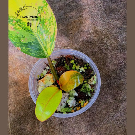 Yellow Congo Philodendron Variegated Live Plant - Super Rare Yellow Congo Indoor - Hard to Come By - Exact Same Plant - US Seller