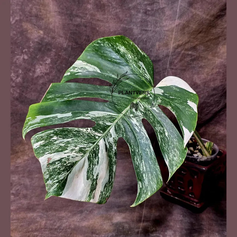 Rare Monstera Albo Variegated - Indoor White Monstera Albo Borsigiana Plant - Live Plant - Large Form - EXACT Same Plant - US Seller