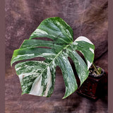 Rare Monstera Albo Variegated - Indoor White Monstera Albo Borsigiana Plant - Live Plant - Large Form - EXACT Same Plant - US Seller