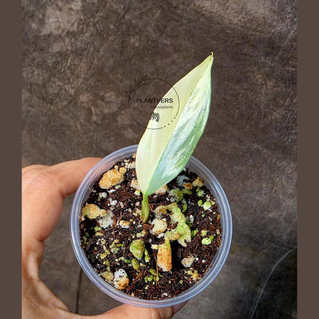 Super Rare Philodendron Silver Sword Variegated Plant - Collectors Plant - Rare Variegated Aroid Live Plant - Exact Same Plant - Us Seller