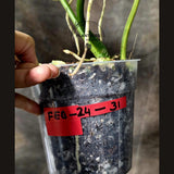 Variegated Philodendron Florida Beauty x Mayoi - Super Rare Live Plants - Air Purifier Plant for Home Decor - Exact Same Plant - US Seller