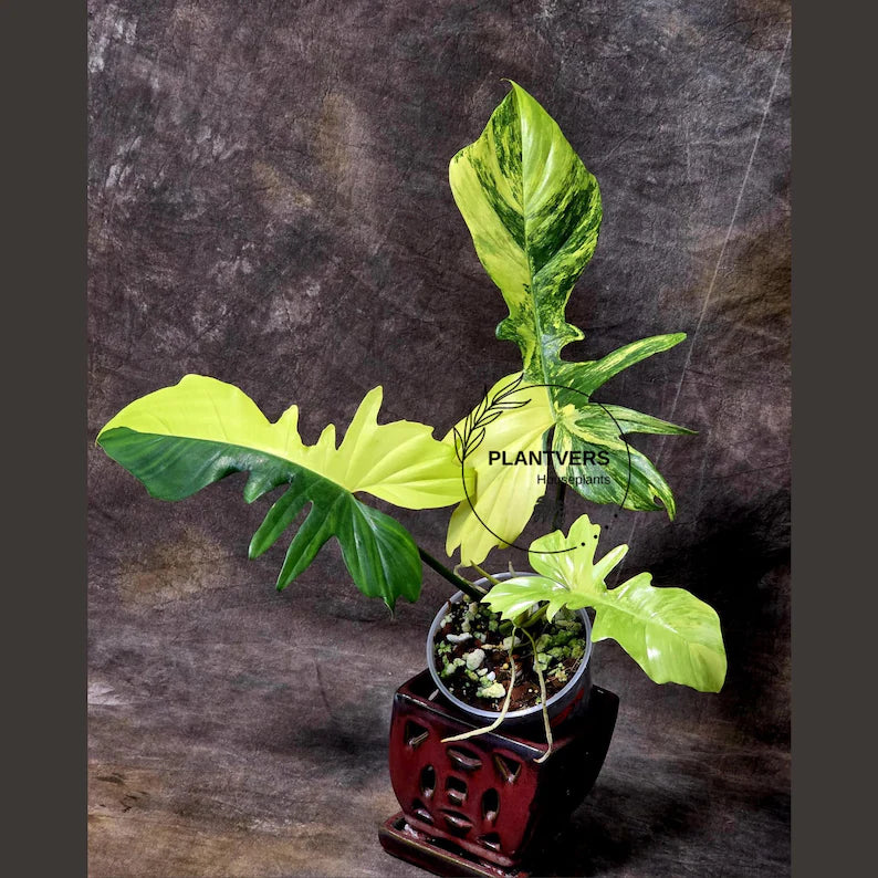 Variegated Philodendron Florida Beauty x Mayoi - Super Rare Live Plants - Air Purifier Plant for Home Decor - Exact Same Plant - US Seller