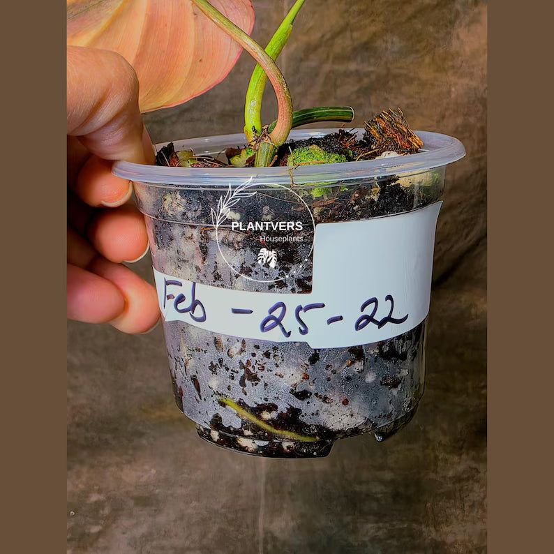 Variegated Philodendron Mican Aurea Potted Plant - Collector's Aroid - Mican Aurea Gift Houseplant - EXTREMELY Rare Live Plant - US Seller