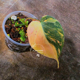 Variegated Philodendron Mican Aurea Potted Plant - Collector's Aroid - Mican Aurea Gift Houseplant - EXTREMELY Rare Live Plant - US Seller