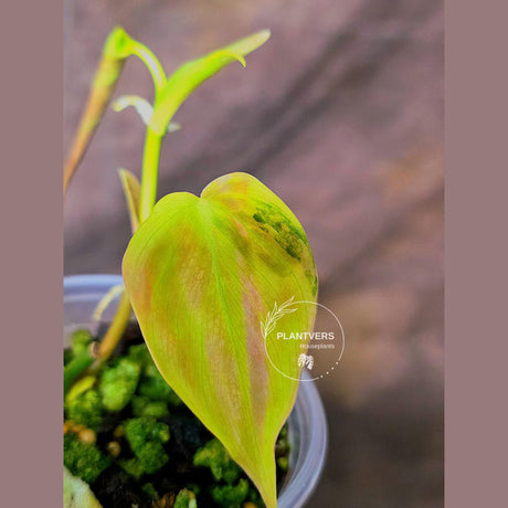 Variegated Philodendron Mican Aurea Potted Plant - Collector's Aroid - Mican Aurea Gift Houseplant - EXTREMELY Rare Live Plant - US Seller