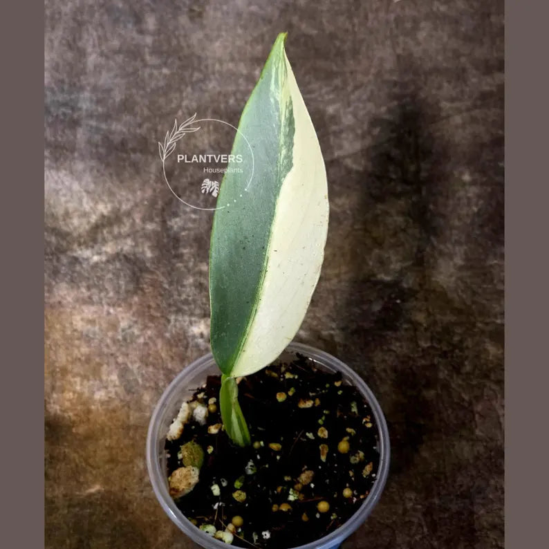 Super Rare Philodendron Silver Sword Variegated Plant - Collectors Plant - Rare Variegated Aroid Live Plant - Exact Same Plant - Us Seller
