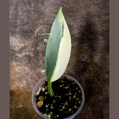 Super Rare Philodendron Silver Sword Variegated Plant - Collectors Plant - Rare Variegated Aroid Live Plant - Exact Same Plant - Us Seller