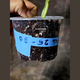 Super Rare Philodendron Silver Sword Variegated Plant - Collectors Plant - Rare Variegated Aroid Live Plant - Exact Same Plant - Us Seller