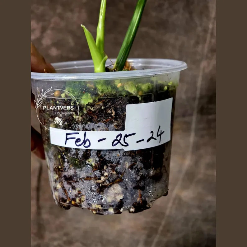 Super Rare Philodendron Silver Sword Variegated Plant - Collectors Plant - Rare Variegated Aroid Live Plant - Exact Same Plant - Us Seller