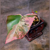 Variegated Philodendron Strawberry Shake - Super RARE Collector Plant - Philodendron Pink Plant - Live Indoor Plant - Exact Pot - US seller