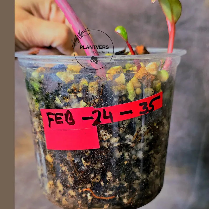 Variegated Philodendron Strawberry Shake - Super RARE Collector Plant - Philodendron Pink Plant - Live Indoor Plant - Exact Pot - US seller