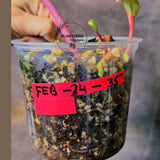 Variegated Philodendron Strawberry Shake - Super RARE Collector Plant - Philodendron Pink Plant - Live Indoor Plant - Exact Pot - US seller