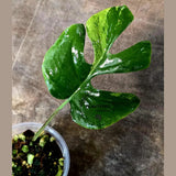 Super Rare Rhaphidophora Tetrasperma Migma Variegated Live Plant - Well Rooted Plant - Extremely Rare Collector Aroid Plant - US Seller