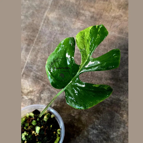 Super Rare Rhaphidophora Tetrasperma Migma Variegated Live Plant - Well Rooted Plant - Extremely Rare Collector Aroid Plant - US Seller