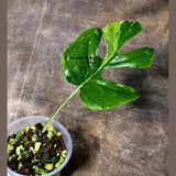 Super Rare Rhaphidophora Tetrasperma Migma Variegated Live Plant - Well Rooted Plant - Extremely Rare Collector Aroid Plant - US Seller