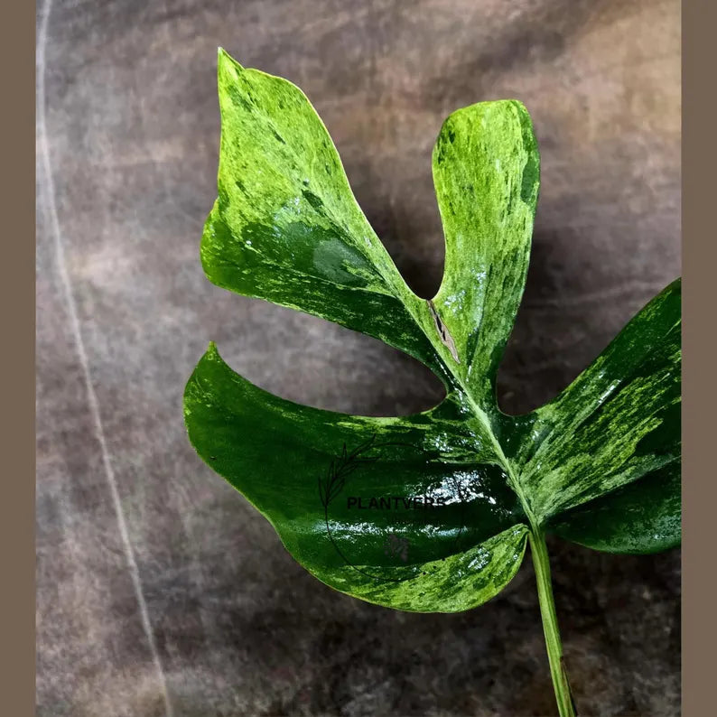 Super Rare Rhaphidophora Tetrasperma Migma Variegated Live Plant - Well Rooted Plant - Extremely Rare Collector Aroid Plant - US Seller